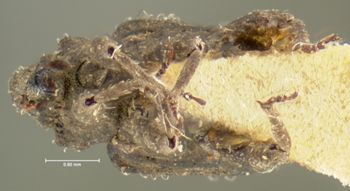 Media type: image;   Entomology 5303 Aspect: habitus ventral view